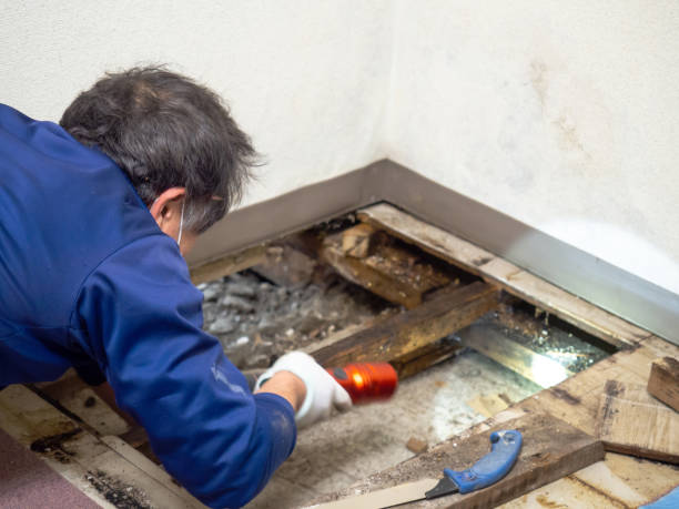 Best Same-Day Mold Removal  in Ardmore, OK