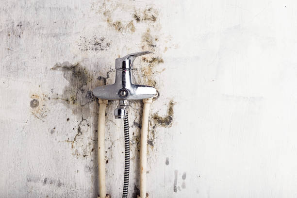 Best Commercial Mold Removal  in Ardmore, OK