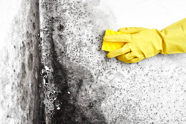 Best Mold Remediation Experts  in Ardmore, OK