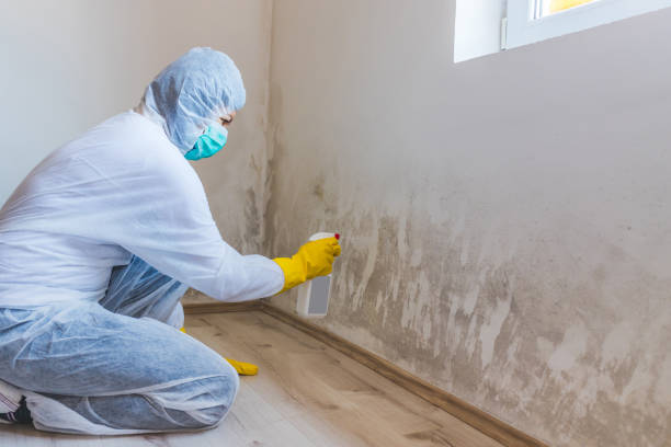 Mold Testing and Removal in Ardmore, OK