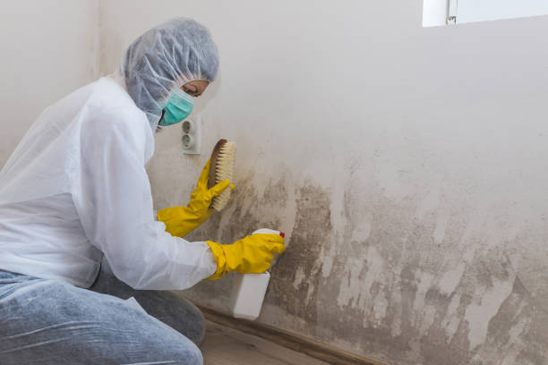 Best Fast Mold Removal  in Ardmore, OK