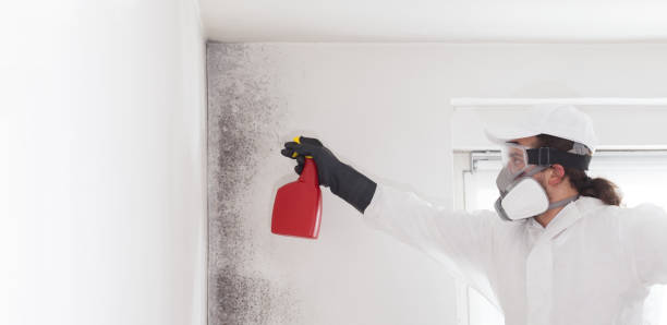 Best Mold Remediation Services  in Ardmore, OK