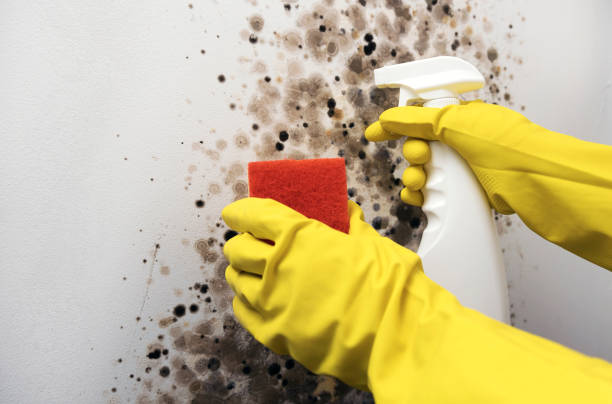 Best Mold Cleaning Services  in Ardmore, OK