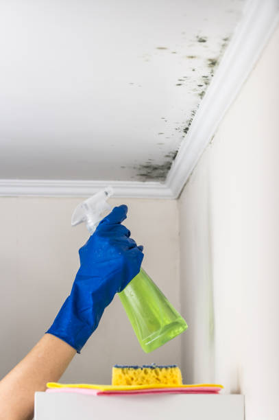 Best Emergency Mold Removal  in Ardmore, OK