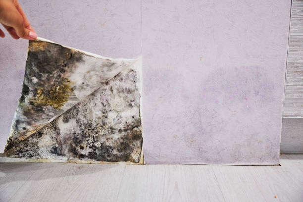 Best Residential Mold Removal  in Ardmore, OK